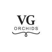 VG Orchids